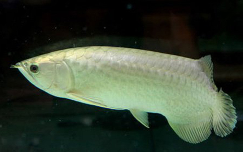 Trong các loại cá rồng thì ngân long là dòng rẻ nhất, giá 300.000 - 500.000 đồng/con.