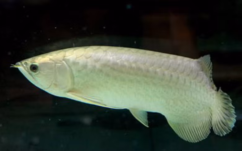 Trong các loại cá rồng thì ngân long là dòng rẻ nhất, giá 300.000 - 500.000 đồng/con.