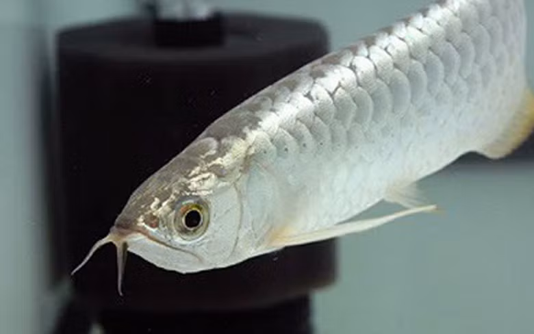 Sở dĩ giá cao là bởi hình dáng và thần thái sang trọng, khác biệt với các loại cá khác. Cá rồng hấp dẫn bởi có bộ vảy lớn, óng ánh màu sắc như vảy vàng; môi dưới có hai râu dài hệt như râu rồng... Với thân hình dài, dáng bơi luôn khoan thai, mềm mại như "long chầu"; thế nhưng khi cần săn mồi thì nó vô cùng mạnh mẽ, quyết liệt tựa "hổ phục"...