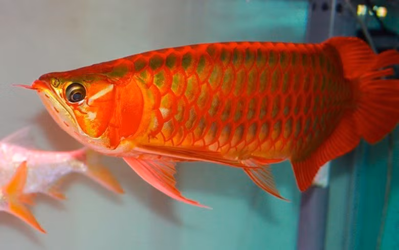 Một chủ siêu thị cá cảnh có tiếng ở Hà Nội cho biết, cá huyết long có xuất xứ từ Indonesia. So với các loại cá rồng như kim long (màu vàng), ngân long (màu trắng), thanh long (màu xanh)… huyết long (màu đỏ) là loài đắt nhất.