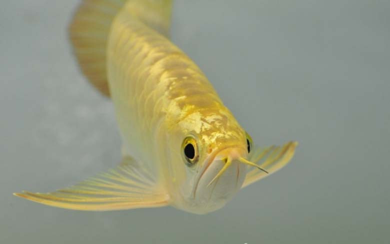 Nhiều người nuôi cá rồng vì đơn thuần để phục vụ cho thú đam mê cá cảnh, nhưng cũng không hiếm người chơi dòng cá này vì ý nghĩa phong thủy mang lại.