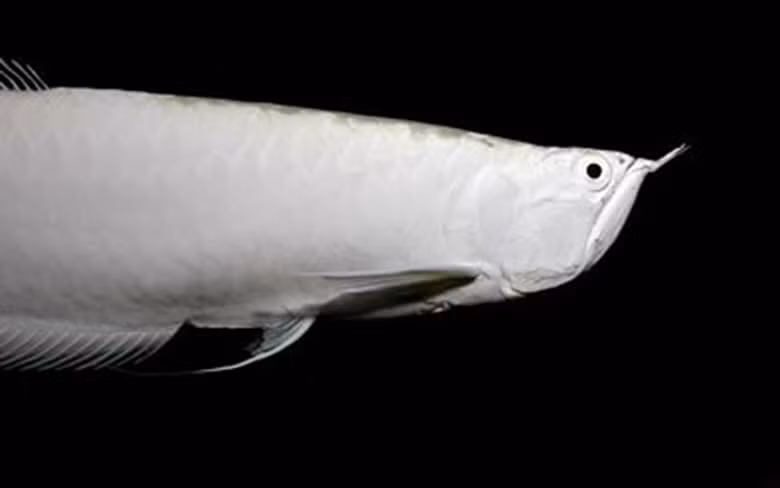 Cá rồng có tên khoa học là Scleropages formosus. Đây là loài cá có kích thước lớn, chiều dài cơ thể tới 90cm và trọng lượng hơn 7kg khi trưởng thành. Loại cá này giá có thể lên tới 300 triệu đồng/con.