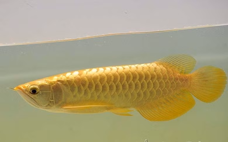 Những người chơi cá quan niệm rằng, cá rồng là biểu tượng của sự quyền quý, may mắn và thịnh vượng. Có được một bể cá rồng trong nhà là có sức mạnh trấn tà ma xui rủi, đón tài lộc, phúc đức vào nhà,...