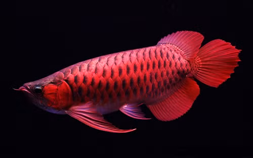 Ngoài cá rồng, chủ nhân cũng phải nuôi kèm nhiều loại cá khác cho sinh động. Trong đó không thể thiếu bộ ba tam tài, gồm: cá rồng, cá hổ và cá sam. Cá rồng ở tầng nước cao và luôn giành vị trí độc tôn, cá sam ở tầng nước đáy còn cá hổ ở tầng giữa. Dân chơi cá gọi bộ ba này là Long Hổ Sam và chi phí để sở hữu bộ ba này cũng ngót nghét tiền trăm triệu.