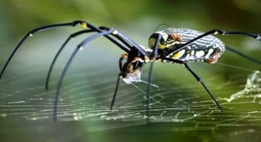 Vì sao nhện không bị mắc vào lưới của chính mình Vi sao nhen khong bi mac vao luoi cua chinh minh