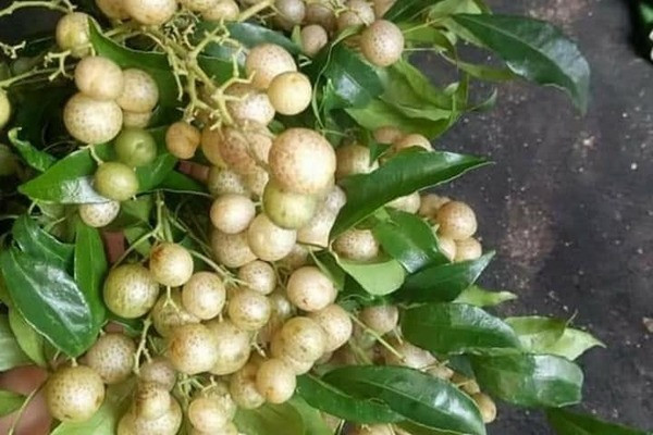 Gia vi van nang tu xu Lang, ba noi tro dua nhau dat mua dung dan