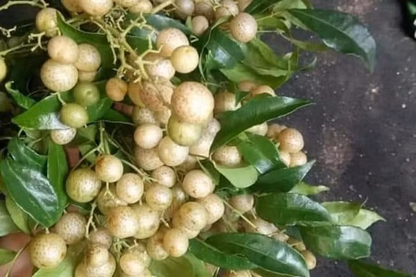 Gia vi van nang tu xu Lang, ba noi tro dua nhau dat mua dung dan