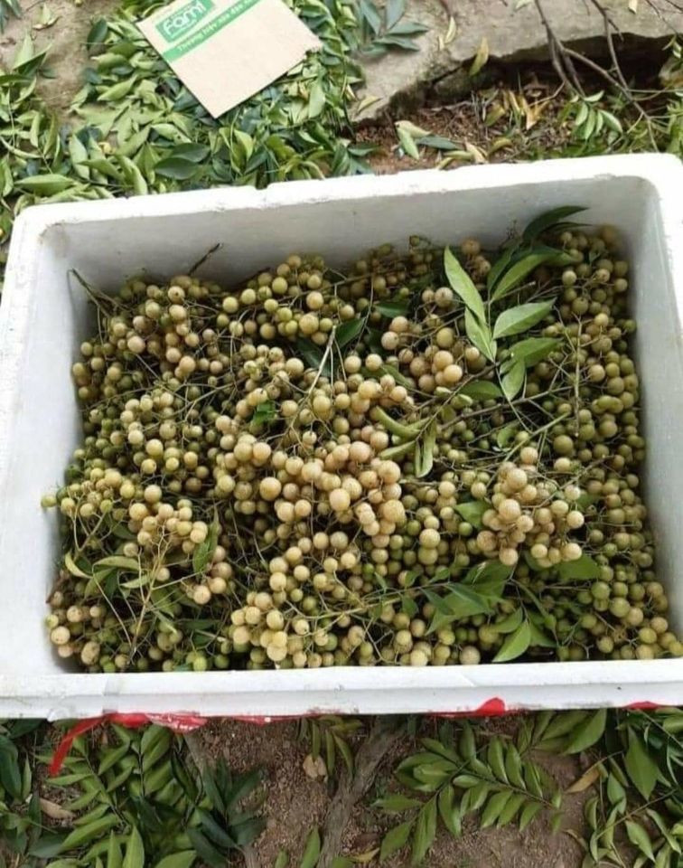 Gia vi van nang tu xu Lang, ba noi tro dua nhau dat mua dung dan-Hinh-2