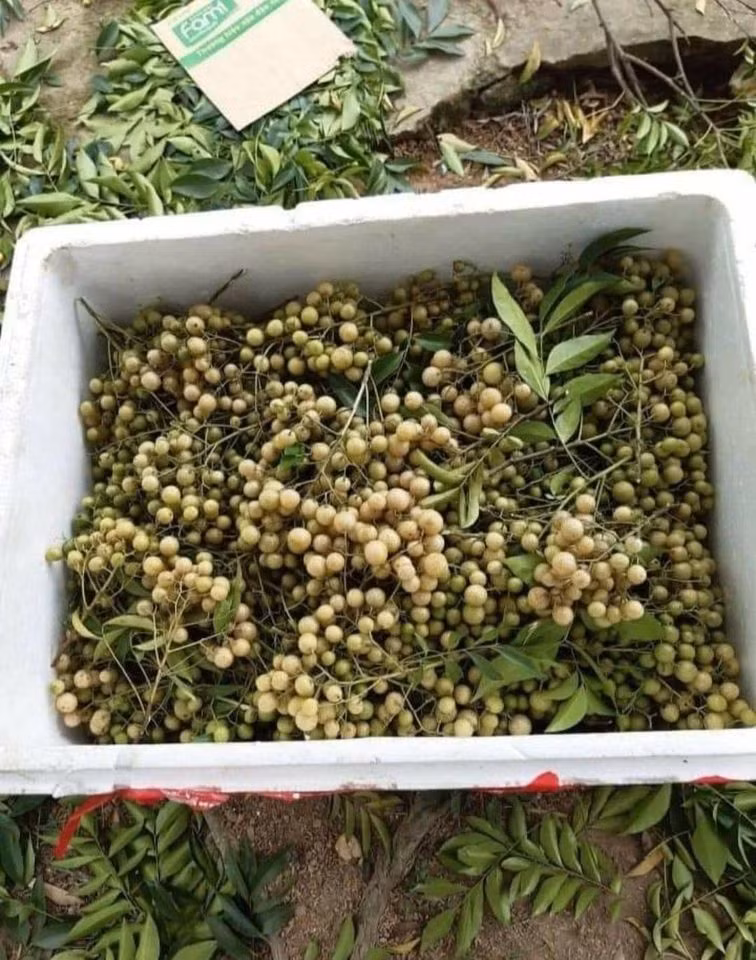 Gia vi van nang tu xu Lang, ba noi tro dua nhau dat mua dung dan-Hinh-2