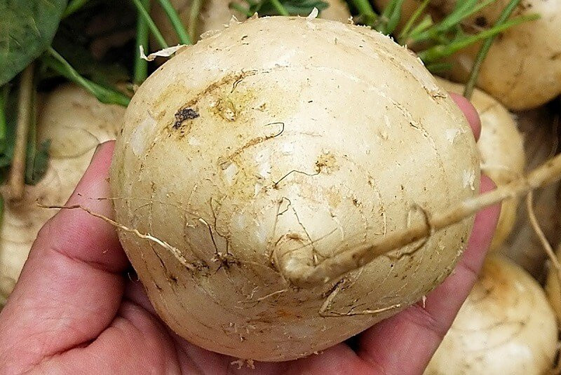 Ăn củ đậu mùa hè, cơ thể thầm cảm ơn bạn vì những lợi ích quý giá này An cu dau mua he, co the tham cam on ban vi nhung loi ich quy gia nay