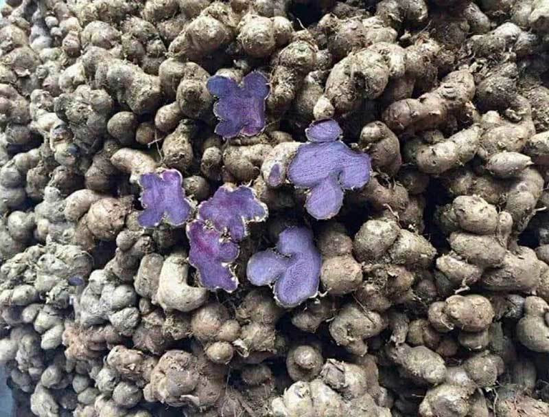 Ngai tim: Loai cu rung sieu dat, dat truoc vai thang moi co