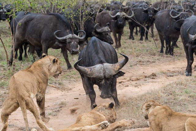 Hàng trăm trâu rừng kéo quân ác chiến với sư tử, giải cứu đồng loại Hang tram trau rung keo quan ac chien voi su tu, giai cuu dong loai