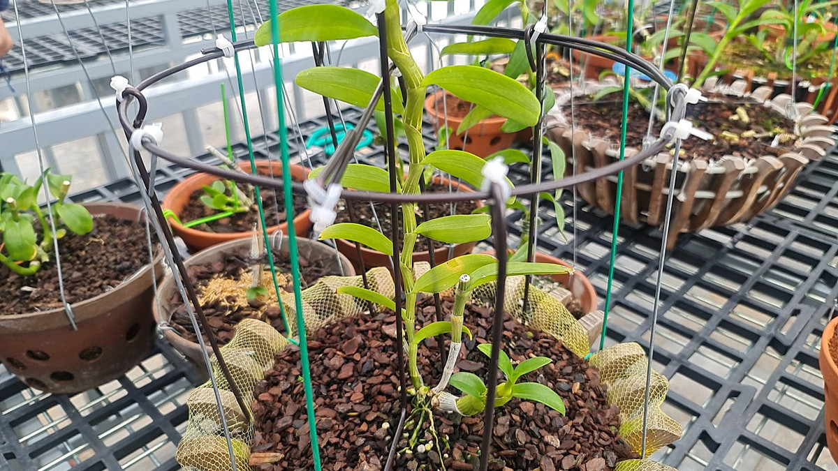 Chu vuon noi gi ve vu giao dich lan dot bien gan 300 ty dong-Hinh-3