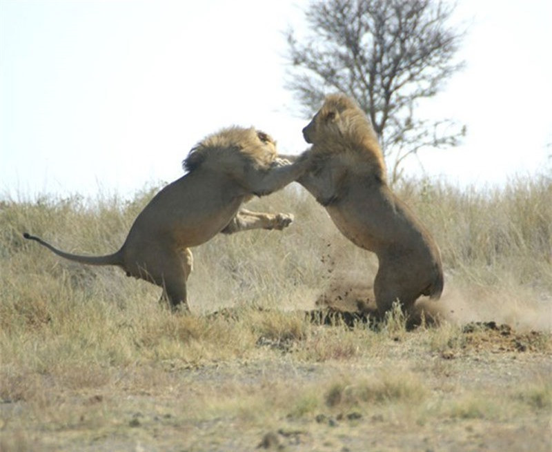 Hai con sư tử đực đại chiến để tranh ngôi vương ở công viên quốc gia Etosha, Namibia.