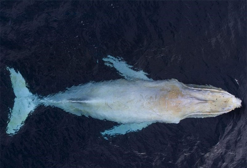 Chú cá voi lưng gù bị bạch tạng tại Vịnh Byron, bang New South Wales, Australia.