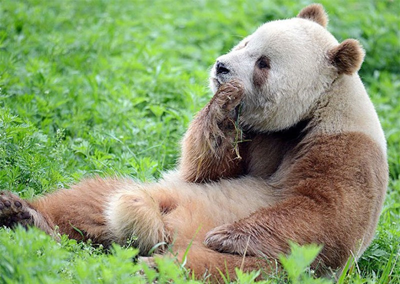 Chú gấu trúc Qizai có màu lông màu nâu “độc nhất vô nhị” trên thế giới.