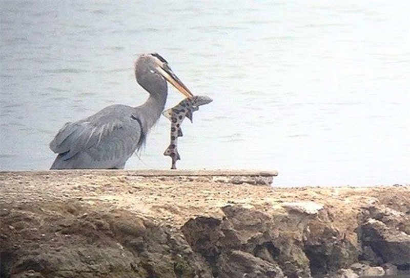 Chim diệc xanh lớn đang ăn thịt cá mập báo tại bang California, Mỹ. 