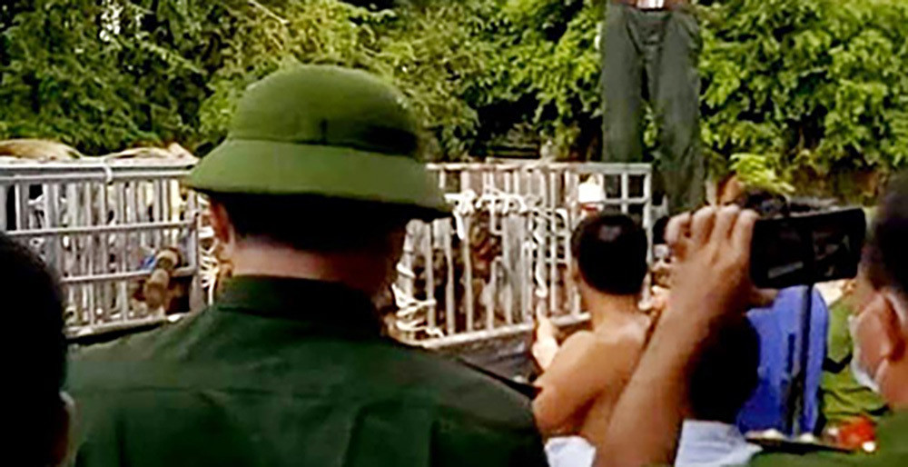 Thông tin ban đầu, sau một thời gian điều tra, rạng sáng 4/8, hàng chục Cảnh sát cùng chó nghiệp vụ được điều động đến bắt quả tang vụ nuôi nhốt hổ trái phép ở xã Đô Thành.