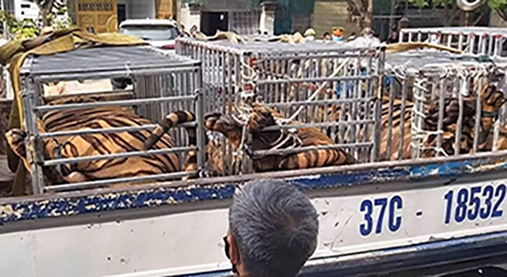 Hổ được nhốt vào lồng sắt, đưa lên xe chở đi