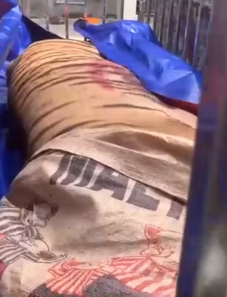 Có 16 cá thể hổ trưởng thành được nuôi nhốt trong nhà dân. Lực lượng công an đã điều động nhiều xe tải chở toàn bộ số cá thể hổ được nhốt trong lồng sắt về nơi tạm giữ. (Một con hổ trưởng thành được che toàn bộ phần đầu)