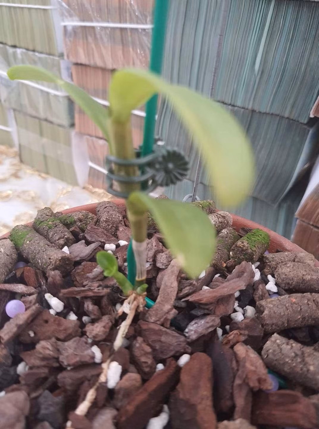 Nghi van quanh vu mua ban lan var Ngoc Son Cuoc 250 ty o Quang Ninh-Hinh-5