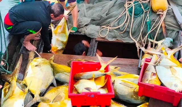 Keo me luoi bat 300 con ca vang, thu 600 trieu dong-Hinh-3