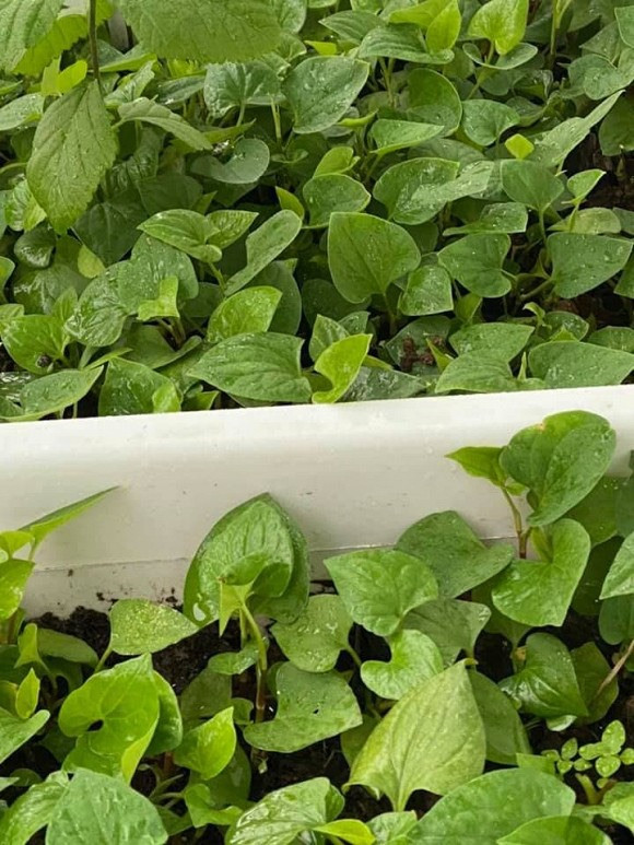 Khu vuon rau cu sach “an khong het” cua ca si Pham Truong-Hinh-4