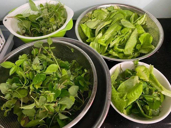 Khu vuon rau cu sach “an khong het” cua ca si Pham Truong-Hinh-14