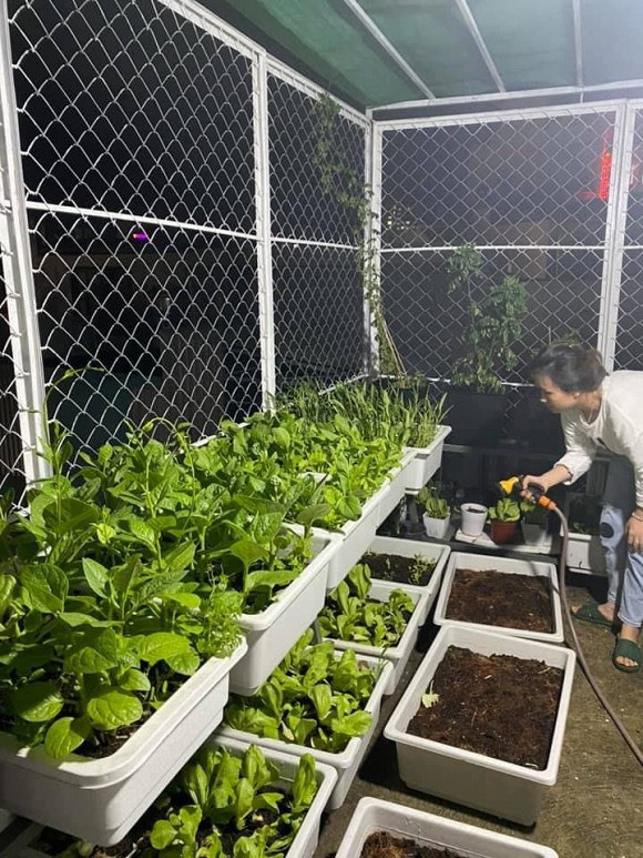 Khu vuon rau cu sach “an khong het” cua ca si Pham Truong-Hinh-5