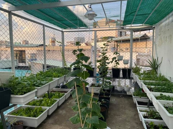 Khu vuon rau cu sach “an khong het” cua ca si Pham Truong-Hinh-8