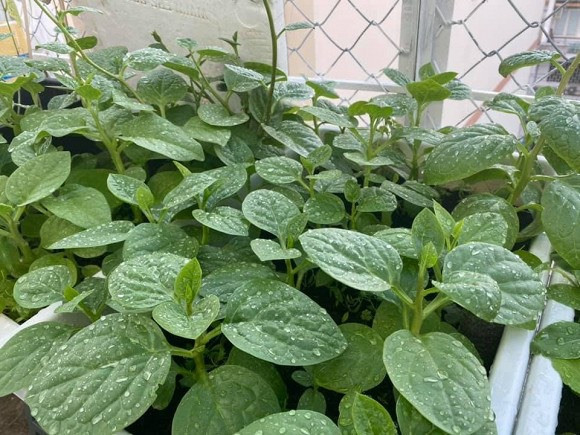 Khu vuon rau cu sach “an khong het” cua ca si Pham Truong-Hinh-7