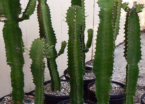 5 loai cay khac voi Than tai, tuyet doi khong trong truoc cua nha-Hinh-2