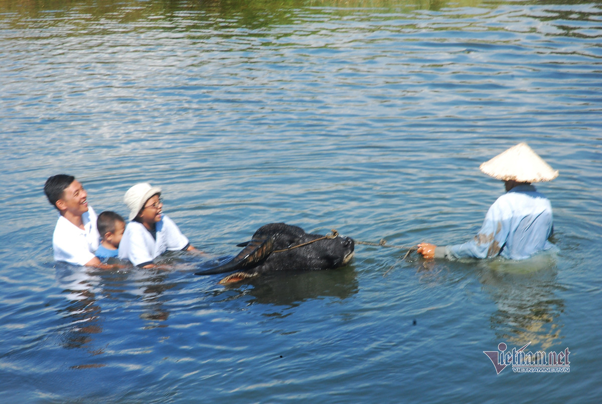 Ru Tay ra dong cuoi trau, dam bun phoi nang... dan Hoi An thu tien do-Hinh-6