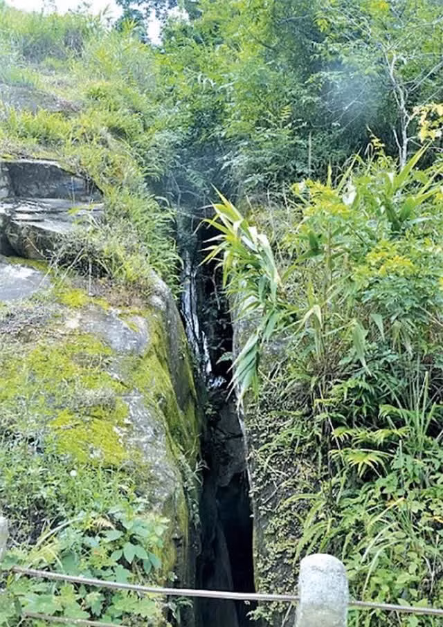 Cay cau chi dai 1m, ngan nhat Viet Nam co ten goi dac biet-Hinh-4