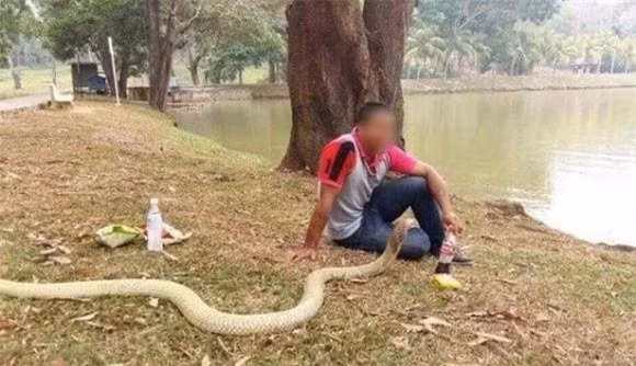  Worranan Sarasalin vô cùng chiều chuộng con rắn và cuối cùng đã cưới nó làm vợ. Những người qua đường thường thấy anh ta dắt con rắn đi khắp mọi nơi và đối xử với nó như một người bạn đồng hành. Cả hai cùng nhau đến phòng tập thể dục, chơi trò chơi hay thậm chí còn đi bộ đường dài, ngắm cảnh trên đỉnh núi.