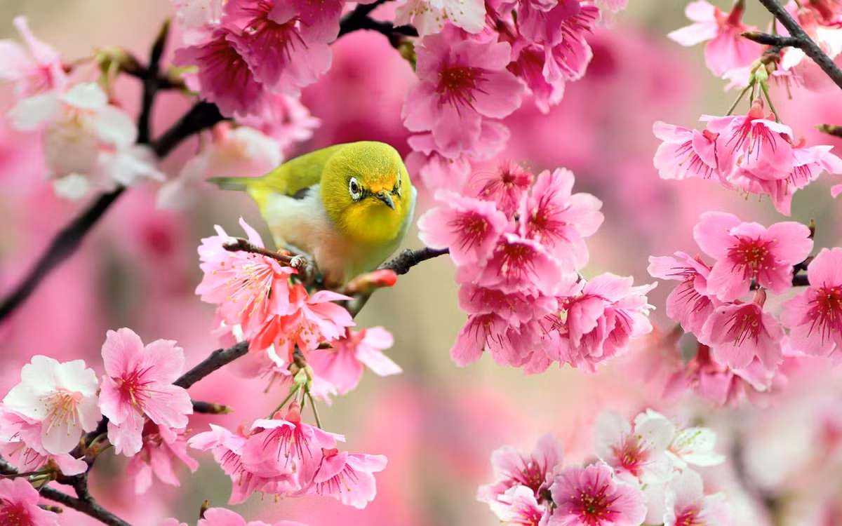 Nguoi sinh vao 5 ngay Am lich nay, ca doi phu quy, hanh phuc-Hinh-2