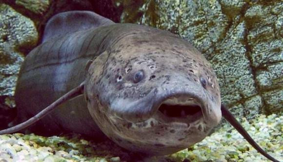  Được biết loại cá phổi này đã tồn tại trên Trái đất khoảng 120 triệu năm. Đây là loài cá "ngoan cường" nhất trên thế giới, và còn được gọi là "hóa thạch sống".