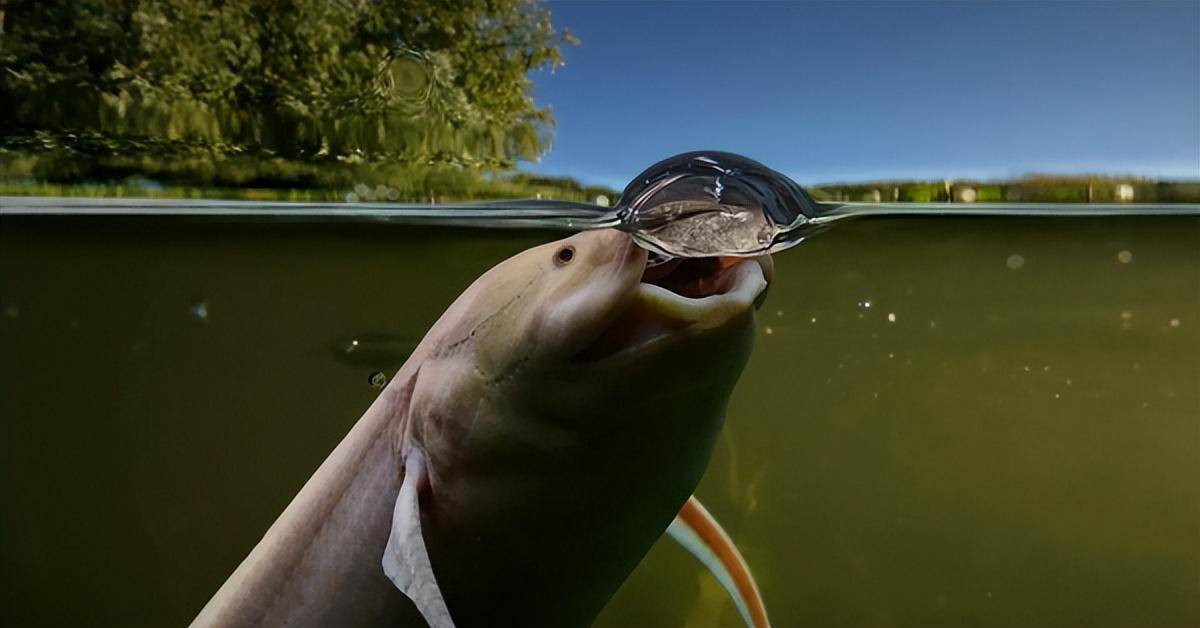  Trong thời gian này, chúng sẽ không ăn và chỉ dựa vào chất béo dự trữ để sống sót. Nếu không có mưa ở sa mạc, chúng có thể sống 4 năm mà không cần ăn uống. 