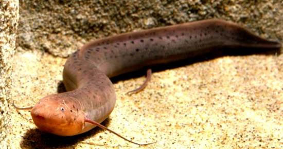  Khi điều kiện ẩm ướt trở lại, cá phổi châu Phi sẽ rời khỏi hang và trở lại môi trường nước. Chúng sẽ bắt đầu ăn và sinh sản. 