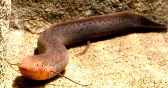  Khi điều kiện ẩm ướt trở lại, cá phổi châu Phi sẽ rời khỏi hang và trở lại môi trường nước. Chúng sẽ bắt đầu ăn và sinh sản. 