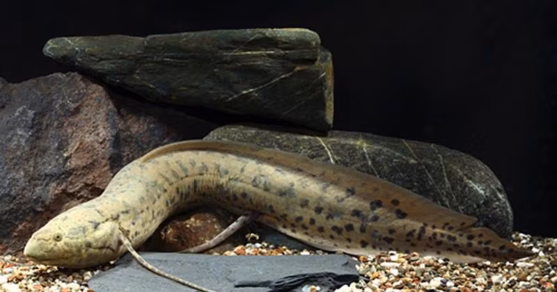 Thịt cá phổi được đánh giá rất ngon, đánh bắt cũng rất dễ nên thường được người dân địa phương làm thực phẩm hằng ngày.