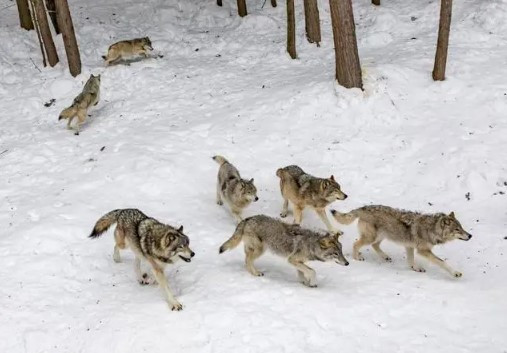  Mặc dù số lượng chính xác khó thống kê, nhưng chắc chắn quy mô đàn sói lúc bấy giờ là rất lớn. Tuy nhiên, từ những năm 1950, một chiến dịch tiêu diệt sói quy mô lớn đã được phát động ở Trung Quốc.