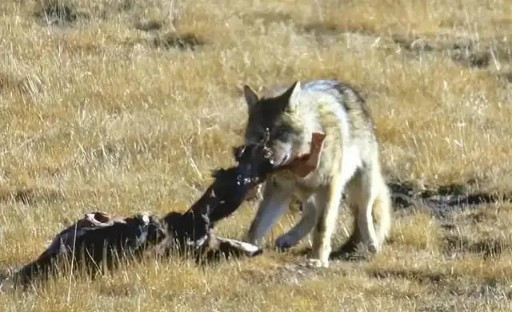 Trong chiến dịch này, chính phủ và các tổ chức dân sự đã tham gia vào việc săn bắt sói, khiến số lượng sói giảm mạnh trong thời gian ngắn. Đây cũng là điều bất đắc dĩ, do dân số tăng lên dẫn đến xung đột với môi trường sống của sói. 