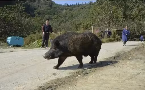  Tại sao sói Đông Á có thể khống chế lợn rừng? Không giống như hổ hay gấu nâu, sói Đông Á săn mồi theo bầy đàn. Ngay cả với những con lợn rừng nặng vài trăm cân, đàn sói vẫn có thể hạ gục chúng.