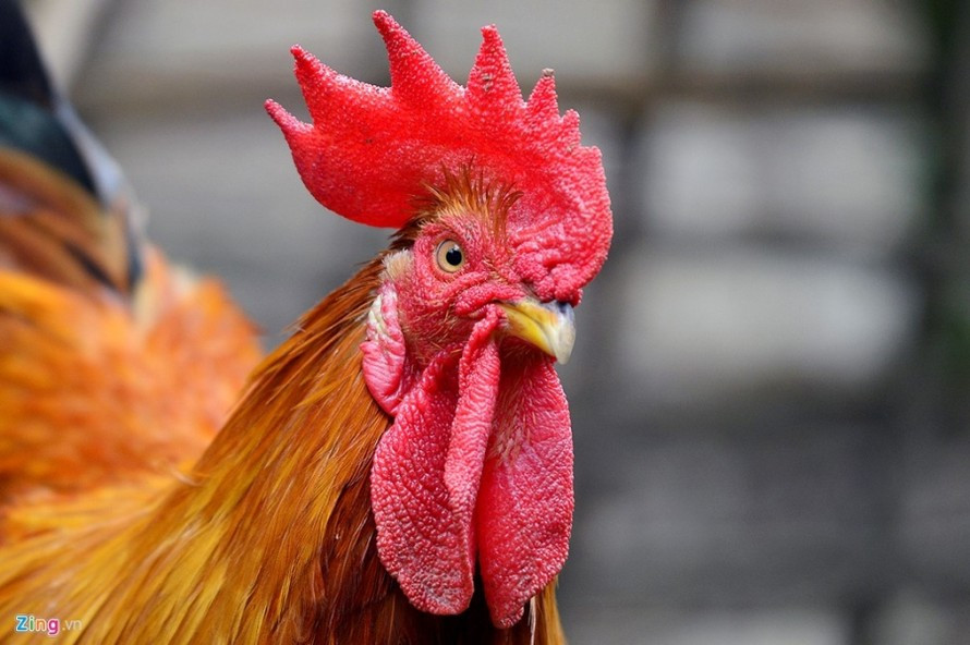  Vậy tại sao tiếng động lớn như vậy không làm chúng chói tai? Câu trả lời thực sự nằm ở cấu trúc đầu độc đáo của nó. Đầu của gà trống có cấu trúc tương tự như nút bịt tai tích hợp, có thể giúp chúng chặn âm thanh lớn mà chúng tạo ra. Ảnh:Zing.vn 