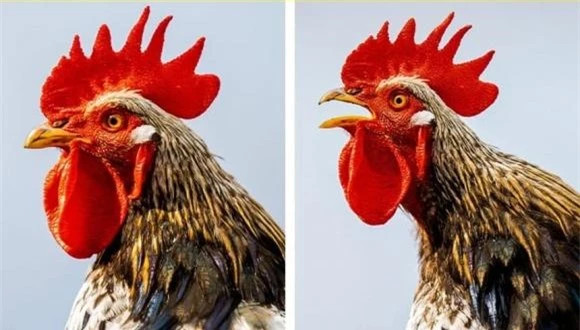  1. Gà trống có sẵn nút bịt tai: Hầu hết mọi người đều biết rằng gà trống có thể phát ra tiếng gáy khá lớn. Nhưng điều mà nhiều người không biết là chúng có thể to hơn 100 decibel, tương đương với âm thanh của cưa máy. 