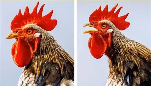  1. Gà trống có sẵn nút bịt tai: Hầu hết mọi người đều biết rằng gà trống có thể phát ra tiếng gáy khá lớn. Nhưng điều mà nhiều người không biết là chúng có thể to hơn 100 decibel, tương đương với âm thanh của cưa máy. 