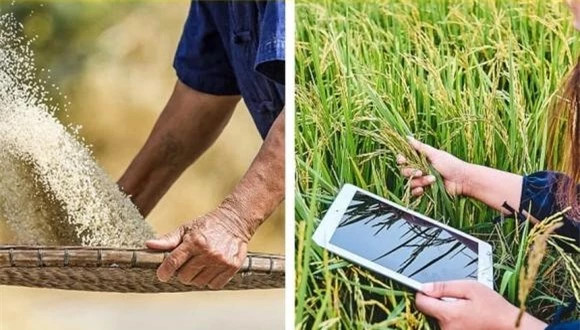  9. Cơm là một trong những thực phẩm lâu đời nhất mà chúng ta ăn ngày nay: Từ lâu chúng ta đã quen với cơm gạo là lương thực chính trong cuộc sống. Nhưng nó hoàn toàn có thể là một trong những loại thực phẩm lâu đời nhất mà chúng ta ăn ngày nay. Vì cứ liệu lịch sử cho thấy, từ 11.500 năm trước Công nguyên, việc trồng lúa nước đã xuất hiện. 