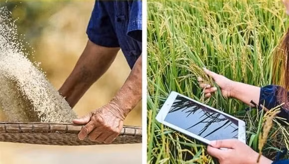  9. Cơm là một trong những thực phẩm lâu đời nhất mà chúng ta ăn ngày nay: Từ lâu chúng ta đã quen với cơm gạo là lương thực chính trong cuộc sống. Nhưng nó hoàn toàn có thể là một trong những loại thực phẩm lâu đời nhất mà chúng ta ăn ngày nay. Vì cứ liệu lịch sử cho thấy, từ 11.500 năm trước Công nguyên, việc trồng lúa nước đã xuất hiện. 