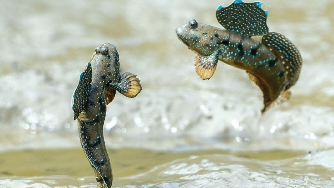 Cá bống thùng từng được liệt kê vào danh sách một trong 6 con vật "kỳ lạ nhất hành tinh"